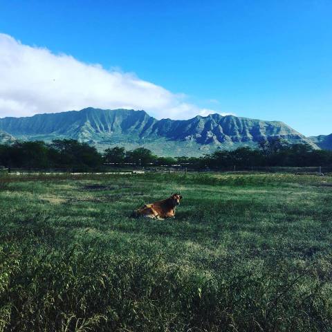 There's A Cheese Haven Hiding In Hawaii And It's Everything You've Dreamed And More