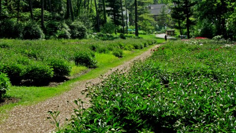 The Greenest Spot In Michigan Will Transport You To A Lush New World