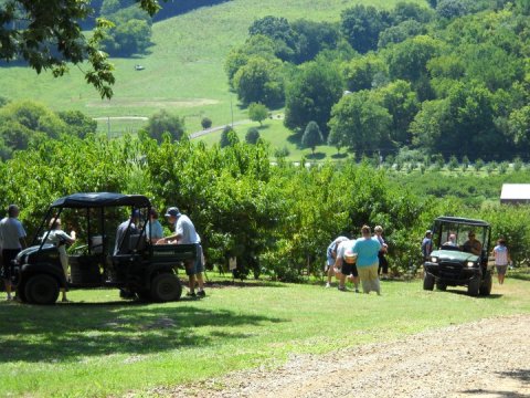 A Trip To This Delightful Peach Farm In Tennessee Is Absolute Perfection