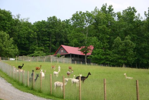 The One-Of-A-Kind Farm In Nashville Where You Can See Alpacas Up Close