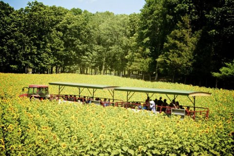 Connecticut Comes Alive With Color At This Incredible Sunflower Festival