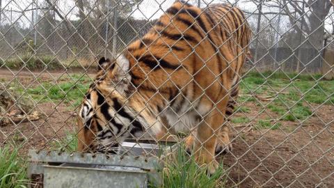 The One-Of-A-Kind Park In North Carolina Where You Can See Wild Cats Up Close