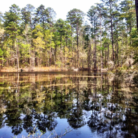 Get Lost In This Magical Forest In Texas With Trees Over 100 Feet Tall