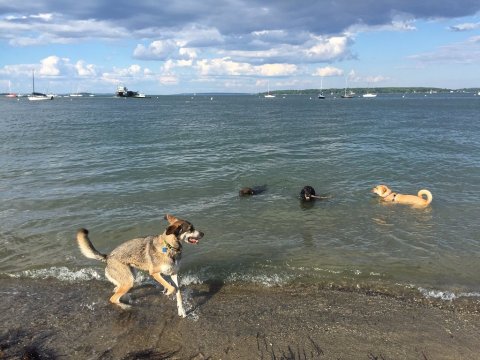 The One Beach In Maine That's Absolute Paradise If You Love Hunting For Seashells