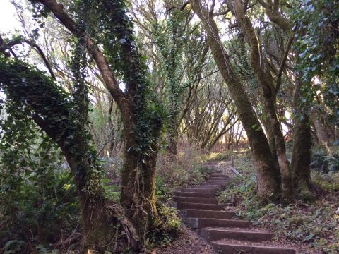 This Stunning Staircase Hike Through The Woods In Northern California Is Worth Every Step