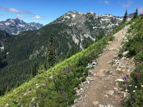 These 7 Washington Trails Are Ripe For Berry-Picking