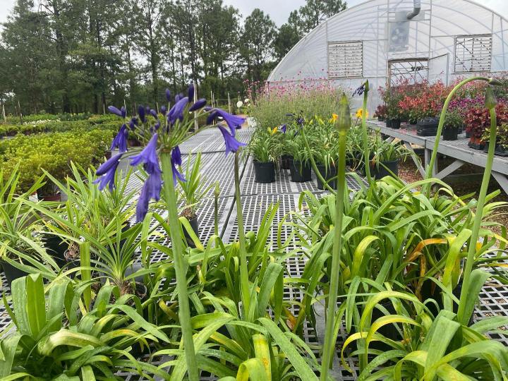 flower bed nursery