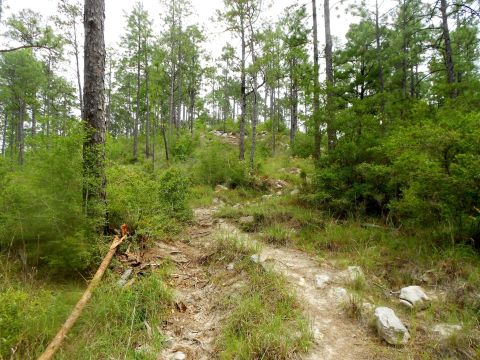 Follow This Trail For Some Of The Most Breathtaking Views In Louisiana