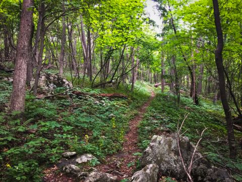 The Easy Forested Trail In Virginia That Leads To An Incredible Waterfall