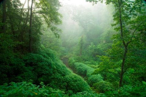 The Greenest Spot In Oklahoma Will Transport You To A Lush New World