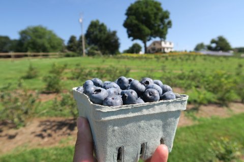 The Magical Farm In Virginia Where You Can Pick Your Own Blueberries