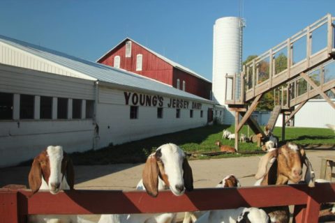 You'll Have Loads Of Fun At This Dairy Farm In Ohio With Incredible Ice Cream And Cheese Curds