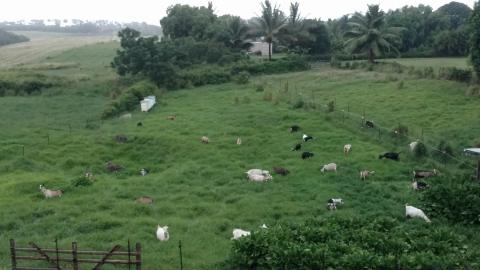 You'll Have Loads Of Fun At This Farm In Hawaii With Incredible Goat Cheese And Local Honey