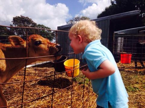 You'll Have Loads Of Fun At This Dairy Farm In Mississippi With Incredible Ice Cream And Cheese