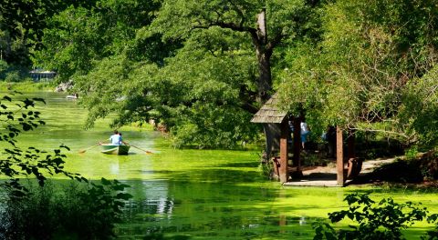 Public Health Warnings Have Been Issued For These New York Lakes