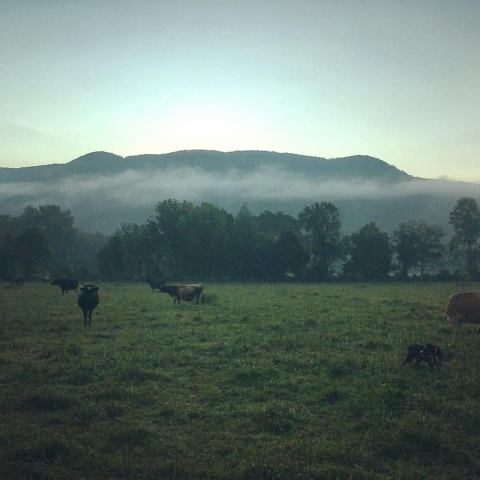 You'll Have Loads Of Fun At This Dairy Farm In Tennessee With Incredible Cheeses