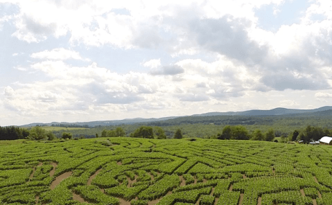 Get Lost In This Awesome 24-Acre Corn Maze In Vermont This Autumn