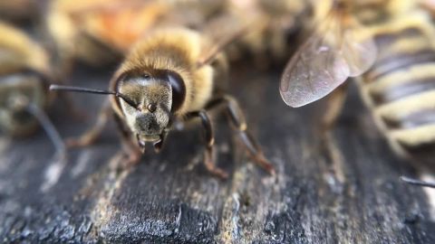 Head To This Unique Honey Farm In Tennessee For A Bee-autiful Adventure