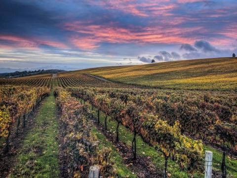 The Wine Festival In Georgia That Let's You Stomp Grapes With Your Feet