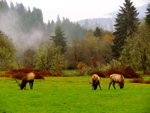 Most People Don't Know About This Incredible Wildlife Refuge Hidden On Oregon's Coast