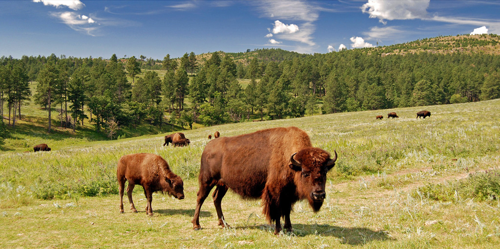 South Dakota banner image