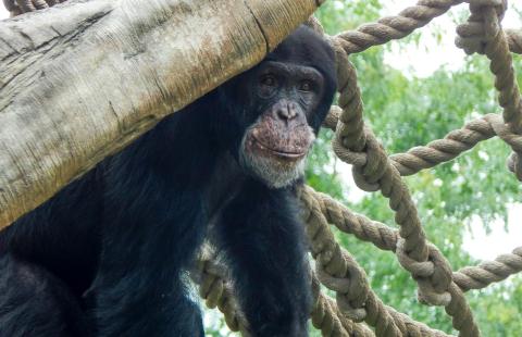 Most People Don’t Know About This Underrated Zoo Hiding In Indiana