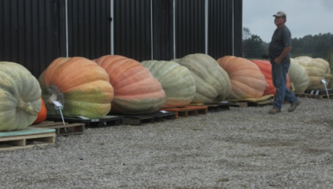 You Have To See The World's Largest Pumpkins At This Small Town Festival In Kentucky