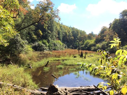 The Shady, Creekside Trail In Georgia You'll Want To Hike Again And Again