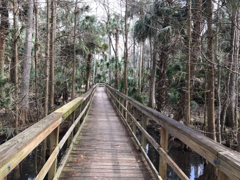 The Underrated River Trail In Florida You'll Want To Hike Over And Over Again