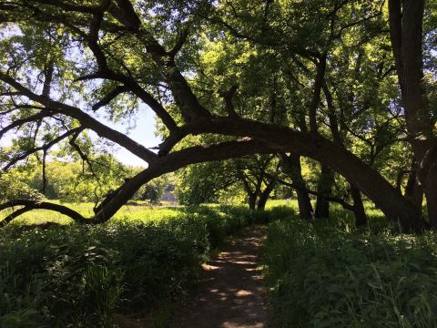 South Dakota's Tunnel Of Trees Is Positively Magical And You Need To Visit