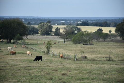 An Ice Creamery And Petting Zoo In Texas, Jersey Barnyard Is A Dream Come True