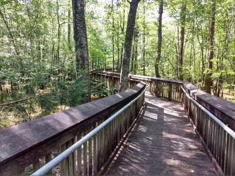 9 Wonderfully Scenic Hikes In Louisiana Almost Anyone Can Do