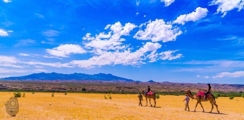 The Spectacular Camel Safari You Can Only Take In Nevada