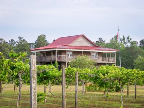 The Magical Vineyard In North Carolina Where You Can Camp Overnight