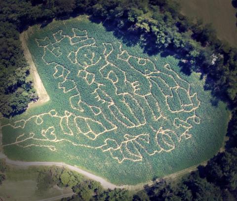 Get Lost In This Awesome 8-Acre Corn Maze In West Virginia This Autumn