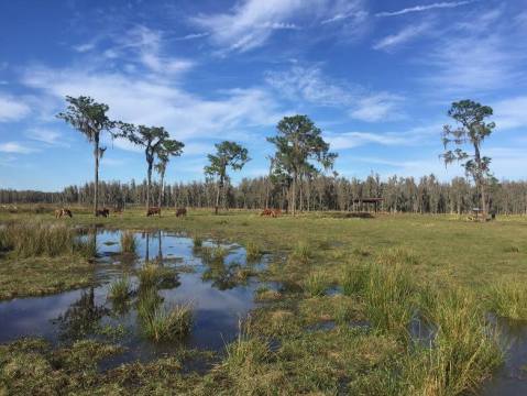 The Incredible Safari In Florida That Will Make You Feel Like You've Crossed Continents