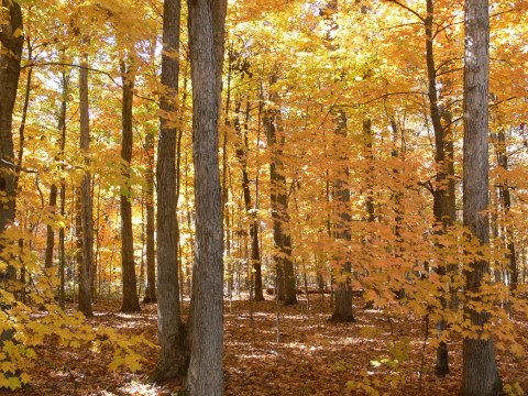 You'll Be Happy To Hear That Missouri's Fall Foliage Is Expected To Be Bright And Bold This Year