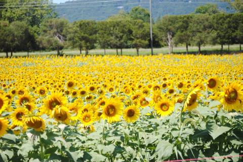 Pick Your Own Sunflowers At This Charming Farm Hiding In Virginia