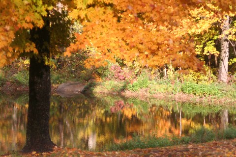 You'll Be Happy To Hear That Alabama's Fall Foliage Is Expected To Be Bright And Bold This Year