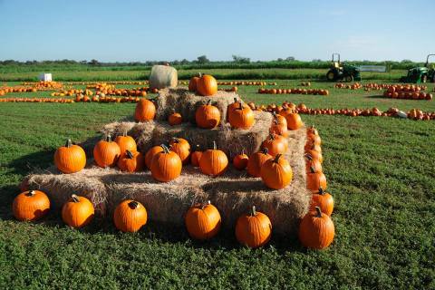 Take A Day Trip To This Lovely Fall Festival And Pumpkin Patch Near Austin