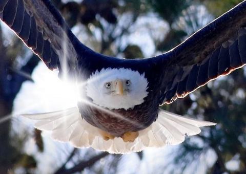 The Scenic Bald Eagle Boat Tours That Will Make You Love Kentucky Even More