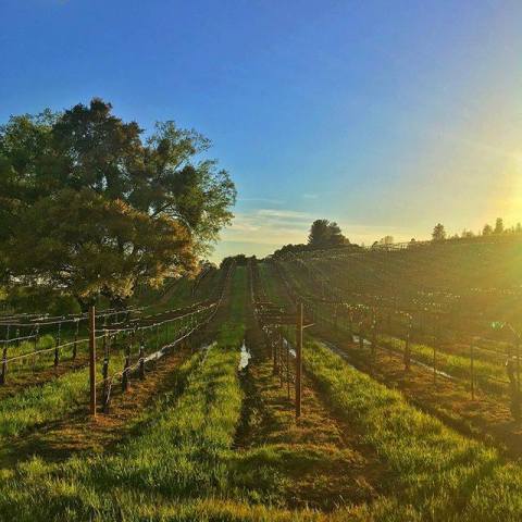 This Humongous Vineyard In Northern California Is Unlike Any Other You've Seen