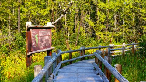 This Beautiful Boardwalk Trail In Oregon Is The Most Unique Hike Around