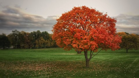 You'll Be Happy To Hear That Nebraska's Fall Foliage Is Expected To Be Bright And Bold This Year