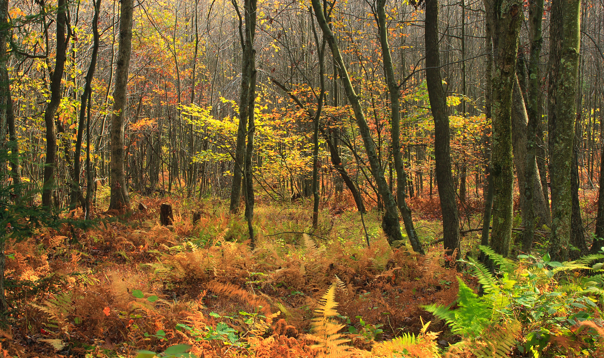 Pennsylvania banner image