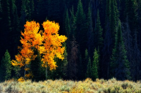 The Awesome Hike That Will Take You To The Most Spectacular Fall Foliage In Wyoming