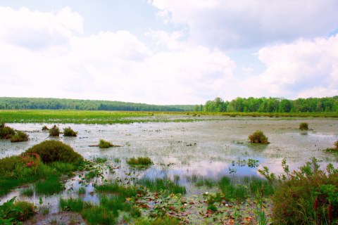 The Beautiful Bog Trail In Pennsylvania That Will Lead You On An Unforgettable Adventure