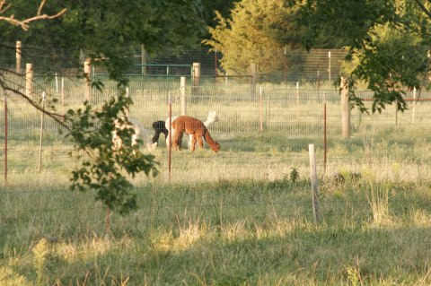 There’s An Alpaca Farm In Kansas And You’re Going To Love It