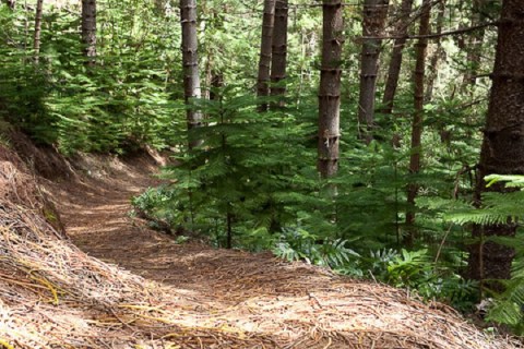 This Little-Known Forest Hike In Hawaii Is The Ultimate Afternoon Getaway