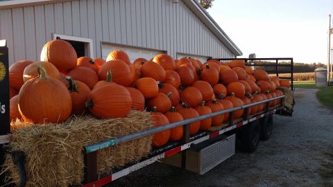 It's Not Officially Halloween In Indiana Until You Experience This Magical Glowing Pumpkin Display